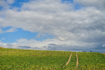 Fahrspuren im Feld