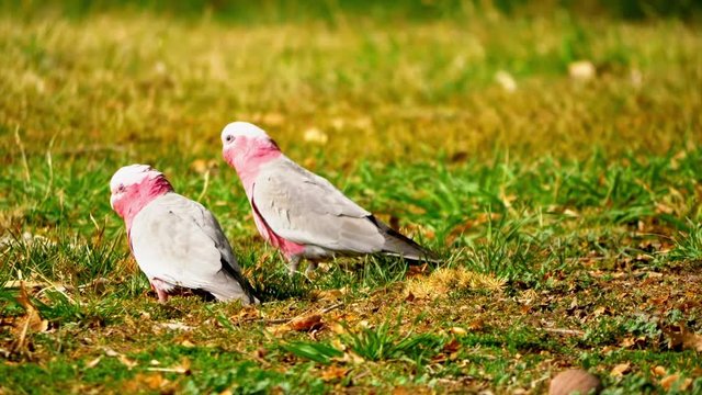 Two perroquets eat some grass and then turn around to walk away
