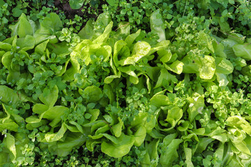 Green salad leaves and weeds growing in the garden. View from above. Natural background and texture for design