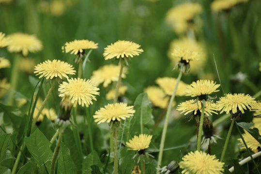 Dandelion yellow flower growing on the green meadow in spring time, natoral seasonal floral background with copy space