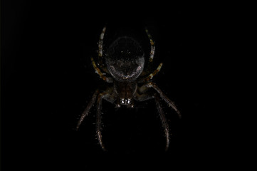 Beautiful spider on a cobweb on a black background close-up in the shade