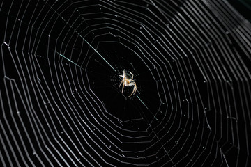 Spider on a beautiful web on a black background