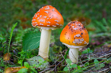 Amanita poisonous mushroom. Toadstool at the autumn forest