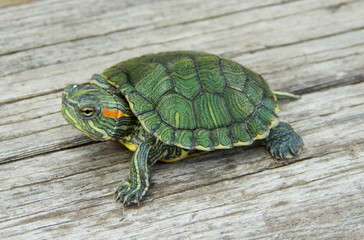 Green small turtle on the old wood closeup