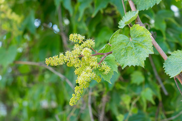 Young inflorescence of grapes on the vine close-up. Grape vine with young leaves and buds blooming on a grape vine in the vineyard. Spring buds sprouting.