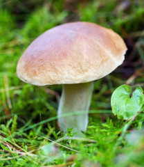 Big edible mushroom.