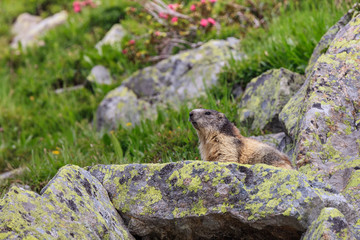 Alpine marmot (Marmota marmota) in the French Alps