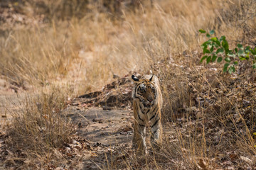 Rajbhera Male Cub from Bandhavgarh National Park, India