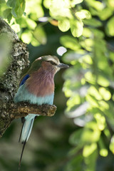 Bunter Vogel