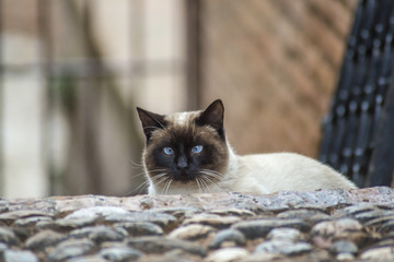 Siamese cat near the red brick ancient wall in Alhambra, Spain