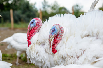 Turkey on a farm , breeding turkeys. White turkey portrait. Flock of Turkeys at the farm. Pasture raised turkey on a farm.