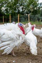 Turkey on a farm , breeding turkeys. White turkey portrait. Flock of Turkeys at the farm. Pasture raised turkey on a farm.