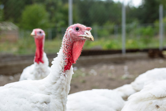 Turkey on a farm , breeding turkeys. White turkey portrait. Flock of Turkeys at the farm. Pasture raised turkey on a farm.