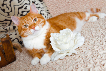 Fototapeta na wymiar red cat and white rose