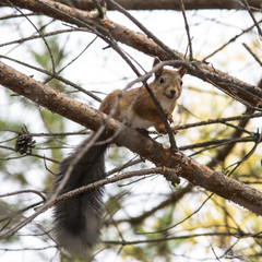 The red squirrel