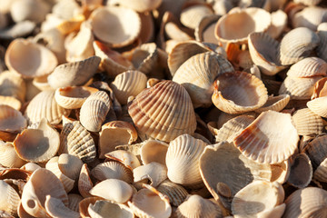 a lot of small shells in one place