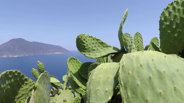  prickly pear on lipari island