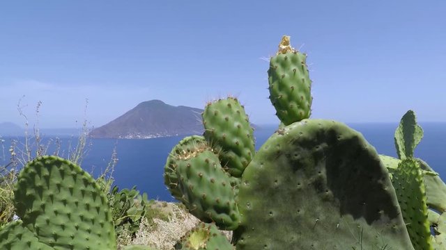  prickly pear on lipari island