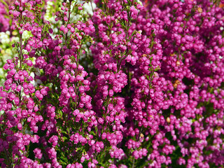 Obraz premium Heather flowers blossom.Erica carnea flowers close up.Floral background.Selective focus.