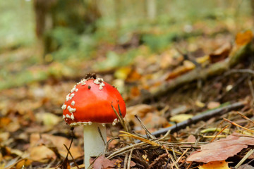 Close-up picture of a Amanita poisonous mushroom in nature