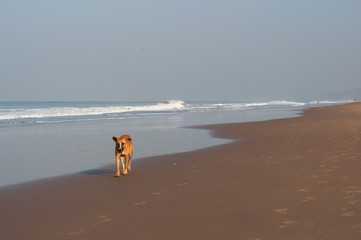Dog at the empty beach in the morning. Coast of India, Indian Ocean