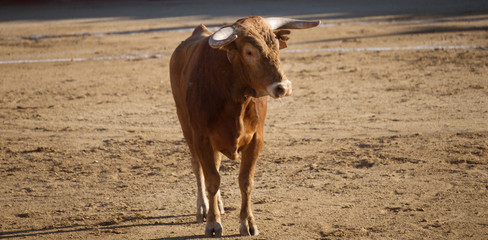 TORO RUBIO DE FRENTE EN UNA PLAZA DE TOROS