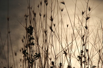 shades at sunset