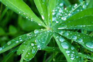 Fototapeta na wymiar Leaves of grass with rain drops. Nature washed in the summer. Greens with water drops macro.