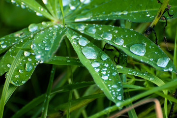 Leaves of grass with drops. Nature washed in the summer. Greens with water drops macro.