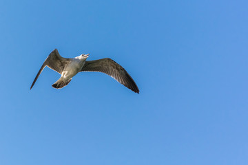 A Mighty Seagull Conquering the Sky