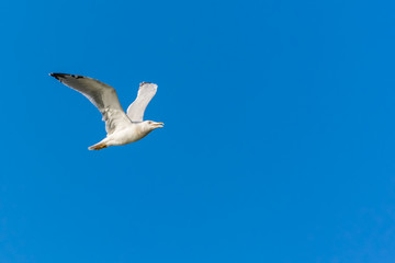 A Seagull Travelling Through the Horizons