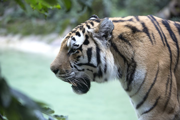 il ruggito della tigre