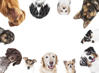 Fototapeta verschiedene Hundeköpfe Kreis Anordnung obraz