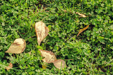 Dry yellow fallen autumn leaves lay on green grass