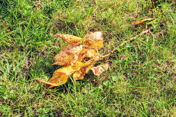 Fallen yellow leaves lie on the green grass along with a branch