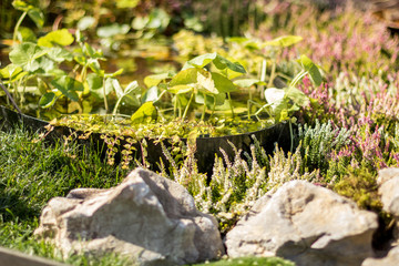Decorative pond in the garden, close up.