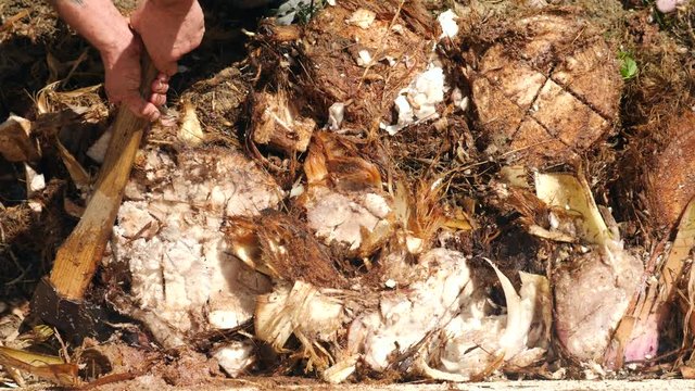 to cut with an ax. heals up the rhizome of a banana palm. 4k slow motion