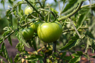 Green tomatoes. Agriculture concept