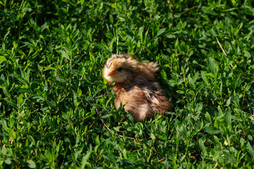 Beautiful small chick in the green grass