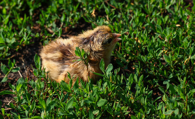 Naklejka na ściany i meble Beautiful small chick in the green grass