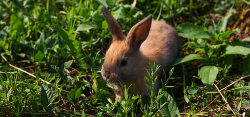 Red-haired rabbit on the farm. Red-haired hare on the grass in nature