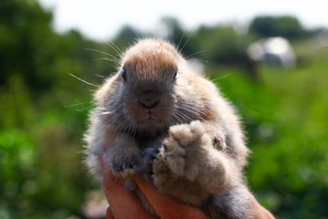 hands holding cute funny rabbit on blurred background