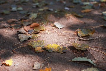 The fall of the dry leaves begins in autumn.