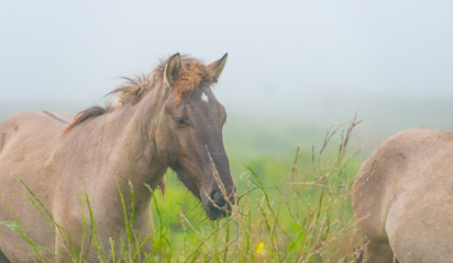 Herd of horses in a misty field in autumn © Naj
