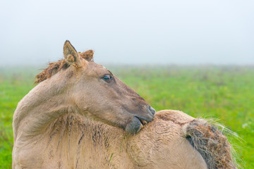 Fototapeta premium Horse in a misty field in autumn