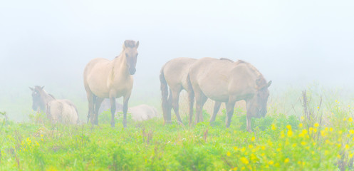 Herd of horses in a misty field in autumn