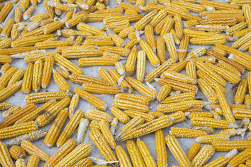 A pile of corn cob. Dried corn top view background 