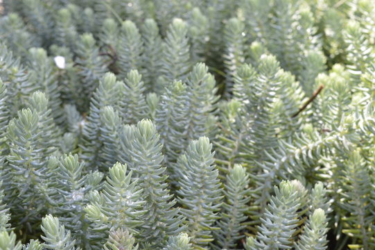 Sedum reflexum in beautiful bright green color