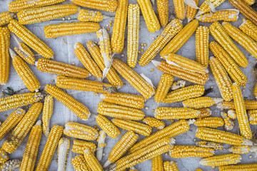 A pile of corn cob. Dried corn background. corn Top view 