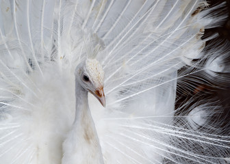 Fototapeta premium Zbliżenie: piękny biały paw z rozprzestrzeniającym się ogonem